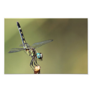 Impression Photo Copie personnalisable, libellule avec des yeux de