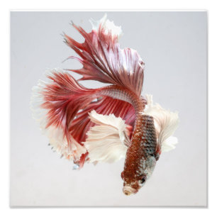 Impression Photo Copie rose de poissons de Betta de demi-lune