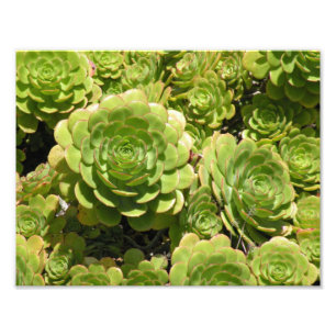 Impression Photo Copie succulente