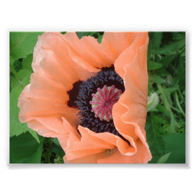Impression Photo Coquelicot de couleur mandarine 2 (Devant)