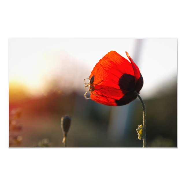 Impression Photo Coquelicot de printemps avec araignée (Devant)