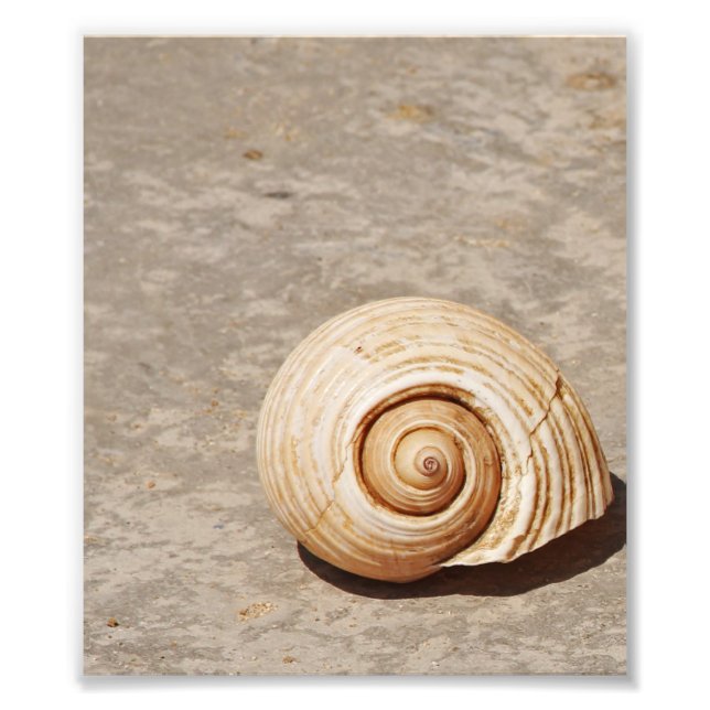 Impression Photo Coquillage (Devant)