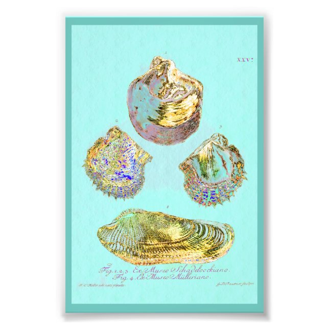 Impression Photo Coquillage sur Robins Bleu oeuf (Devant)