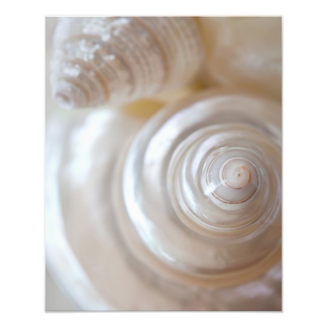 Impression Photo Coquillages blancs Plage tropicale Coquillages côt (Devant)