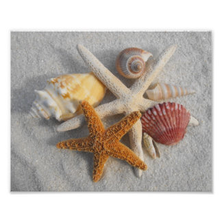 Impression Photo Coquillages marins mixtes et Starfish sur la plage