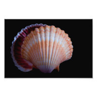 Coquille de saint Jacques