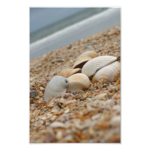 Impression Photo Coquilles de mer sur des images imaginatives de