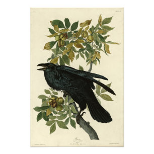 Impression Photo Corbeau (Corbeau commun) d'Audubon Birds of Americ