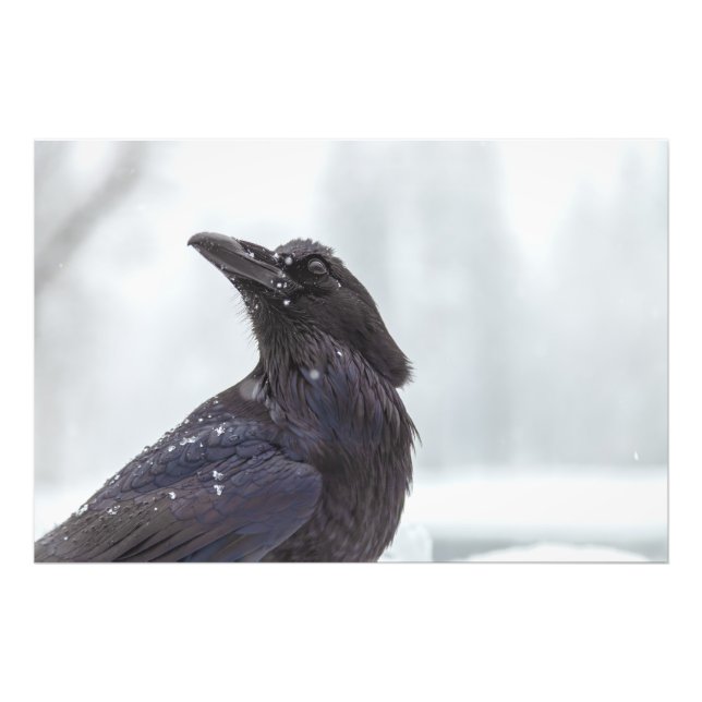 Impression Photo Corbeau en neige (Devant)