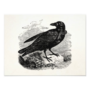 Impression Photo Corbeau vintage Corneille d'oiseaux noirs Oiseaux