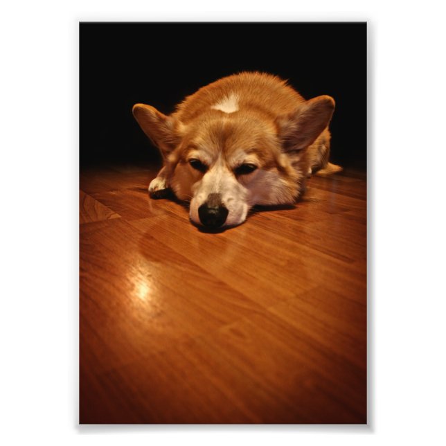Impression Photo Corgi au sol (Devant)