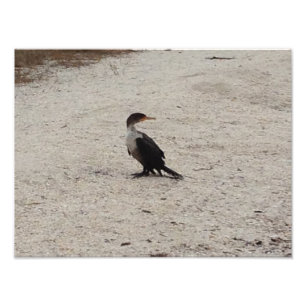 Impression Photo Cormorant à deux tiges