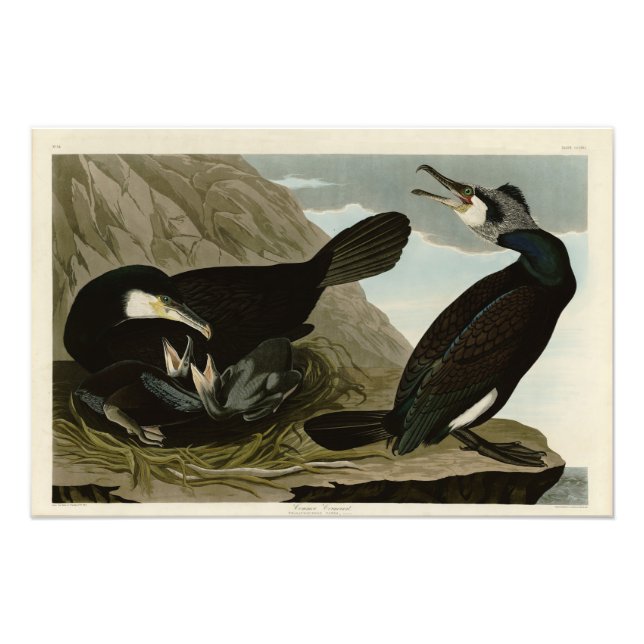 Impression Photo Cormorant commun - d'Audubon's Birds of America (Devant)