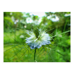 Impression Photo Corne