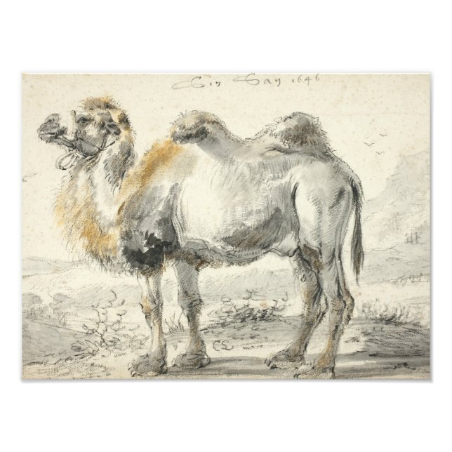 Impression Photo Cornelis Saftleven - Un chameau (Devant)