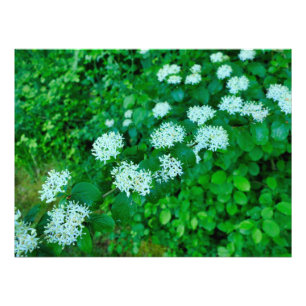 Impression Photo Cornus sanguinea