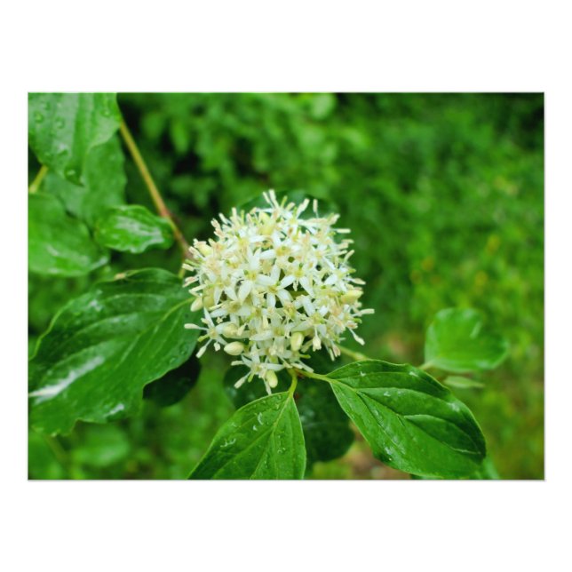 Impression Photo Cornus sanguinea (Devant)