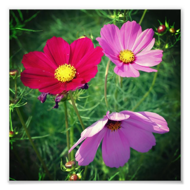 Impression Photo Cosmos Daisy Flower Trio 8x8 (Devant)