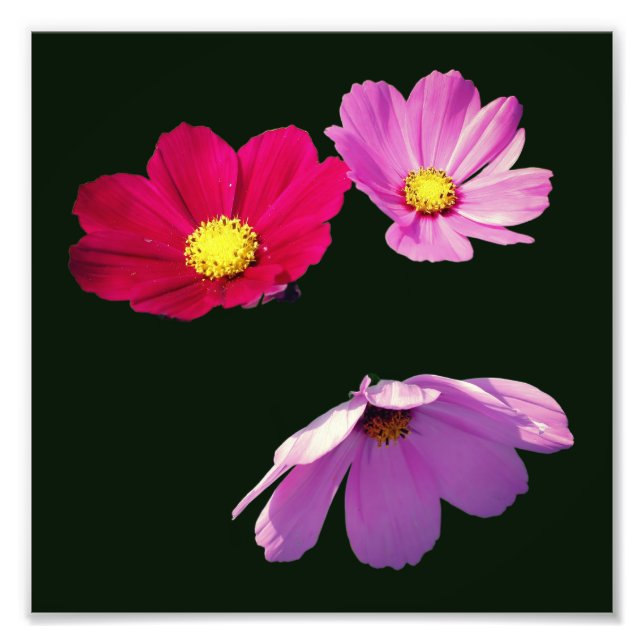 Impression Photo Cosmos flottants Fleur marguerite Trio 8x8 (Devant)