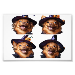 Impression Photo Costume de sorcière de Halloween de Chihuahua drôl
