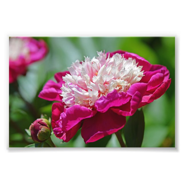 Impression Photo Cottage rose Peony Garden Flower (Devant)