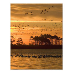 Impression Photo Coucher de soleil à Chincoteague Wildlife Refuge V