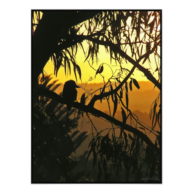 Impression Photo Coucher de soleil australien Kookaburra Silhouette (Devant)