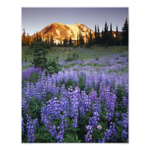 Impression Photo Coucher de soleil sur le mont Adams et une prairie
