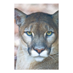 Impression Photo Couguar, lion de montagne, panthère de Floride, Pu