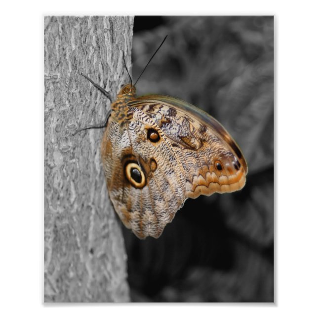 Impression Photo Couleur partielle du papillon d'hibou Brown 8x10 (Devant)