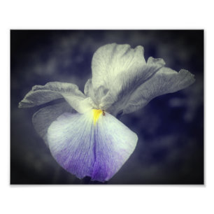 Impression Photo Couleur partielle violette Iris japonais couleur 8