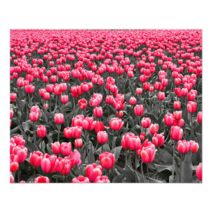 Impression Photo Couleur sélective minimaliste rose Fleur