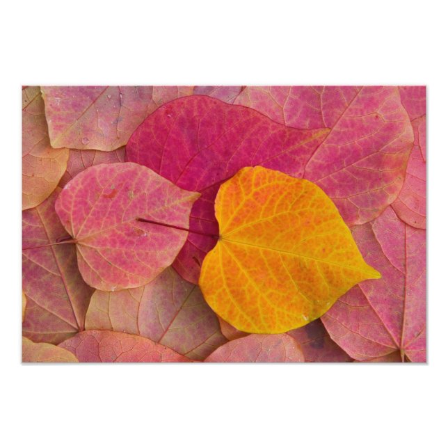Impression Photo Couleurs d'automne sur feuilles tombées de Forest  (Devant)