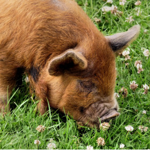 IMPRESSION PHOTO COUPER