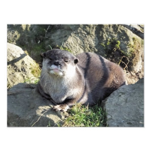 IMPRESSION PHOTO COUPER OTTER