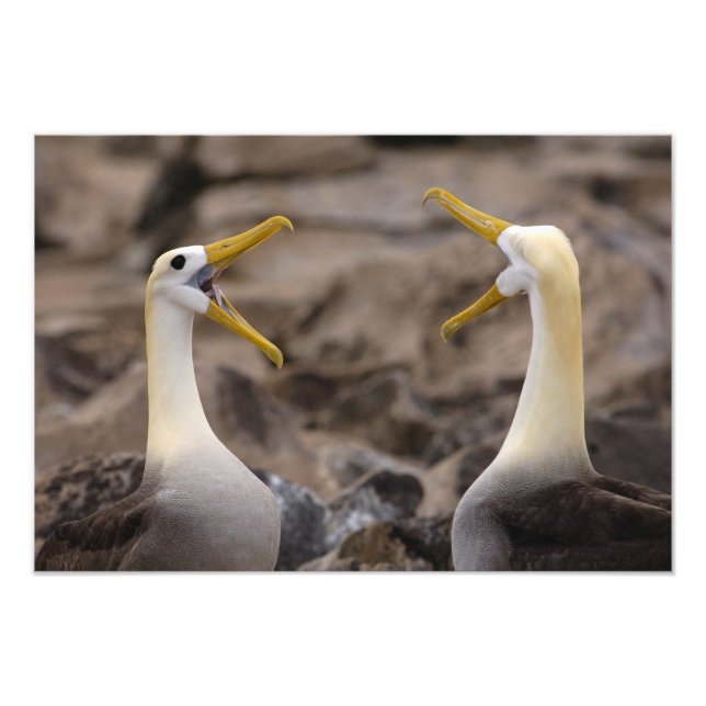 Impression Photo Couple d'albatros à onde (Phoebastria irrorata) (Devant)