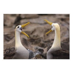 Impression Photo Couple d'albatros à onde (Phoebastria irrorata)