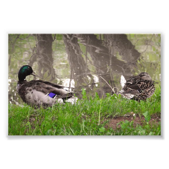 Impression Photo Couple de canards amoureux (Devant)