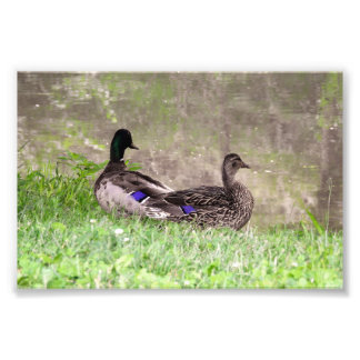 Impression Photo Couple de canards colverts à l'étang