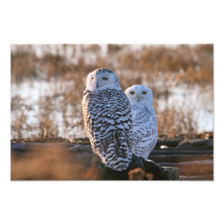 Impression Photo Couple de Chouette Neige