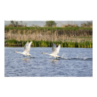 Couple de cygnes de la toundra décolle pour