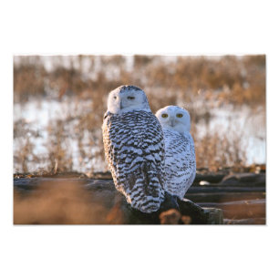 Impression Photo Couples de hibou de Milou