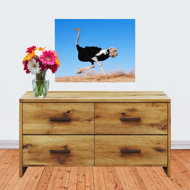 Impression Photo Courir Autruche Courir 20x16 (Run Ostrich Run 20x16 Photo Print)