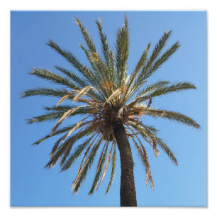 Impression Photo couronne d'un palmier