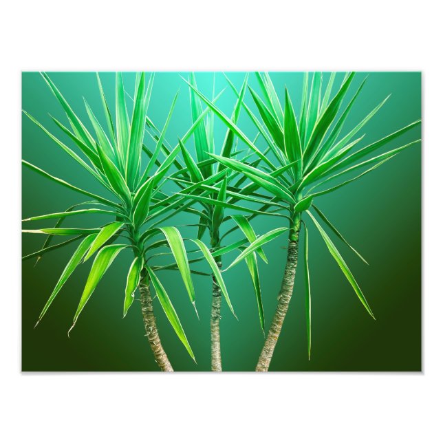 Impression Photo  Coussin d'arbre palmier botanique vert (Devant)