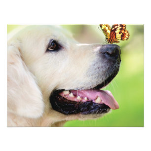 Impression Photo Coussin décoratif Labrador et papillon