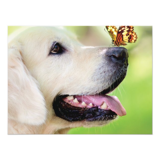 Impression Photo Coussin décoratif Labrador et papillon (Devant)