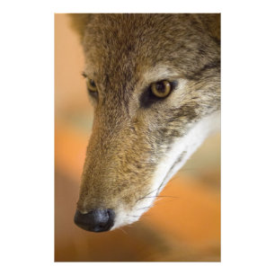 Impression Photo Coyote closeuse
