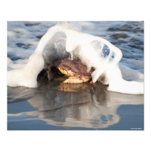 Impression Photo Crabe Dungeness 20X16 avec le Surf qui se déverse!
