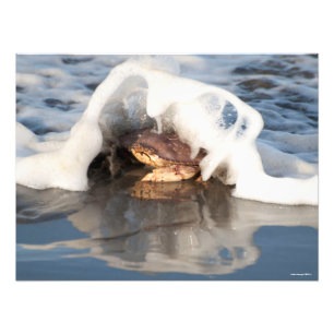 Impression Photo Crabe Dungeness 24X18 avec le Surf qui se déverse!